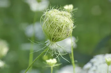 Agriculture2